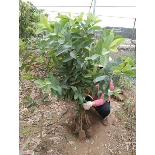 Sản phẩm Ổi Găng Đông Dư
