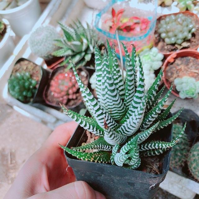 Cây Móng Rồng Mang Lại May Mắn