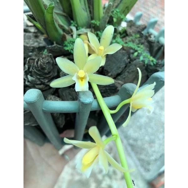 Lan kiếm vàng cánh bầu Hải Phòng