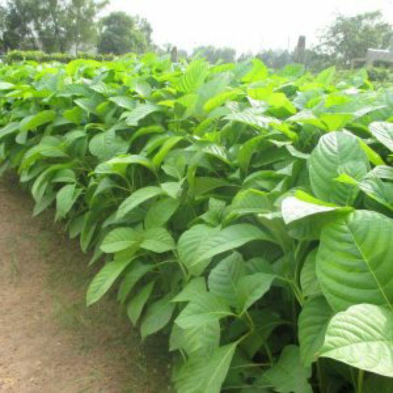 500gram hạt gáo trắng giống