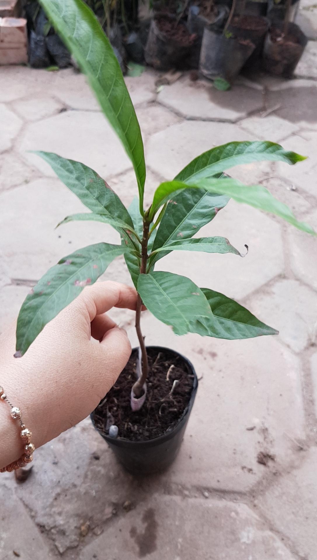 CHUẨN Cây trứng gà chuẩn xịn - Cây trong bầu hàng có sẵn