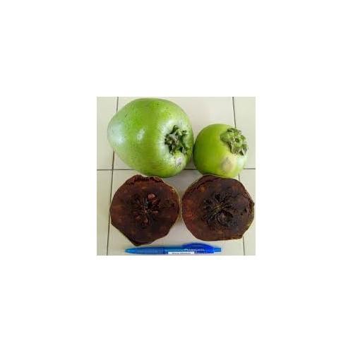 CÂY GIỐNG HỒNG ĐEN SOCOLA NHIỆT ĐỚI SIÊU NGON, CAM KẾT CHUẨN GIỐNG F1 - CGHDSCLF1