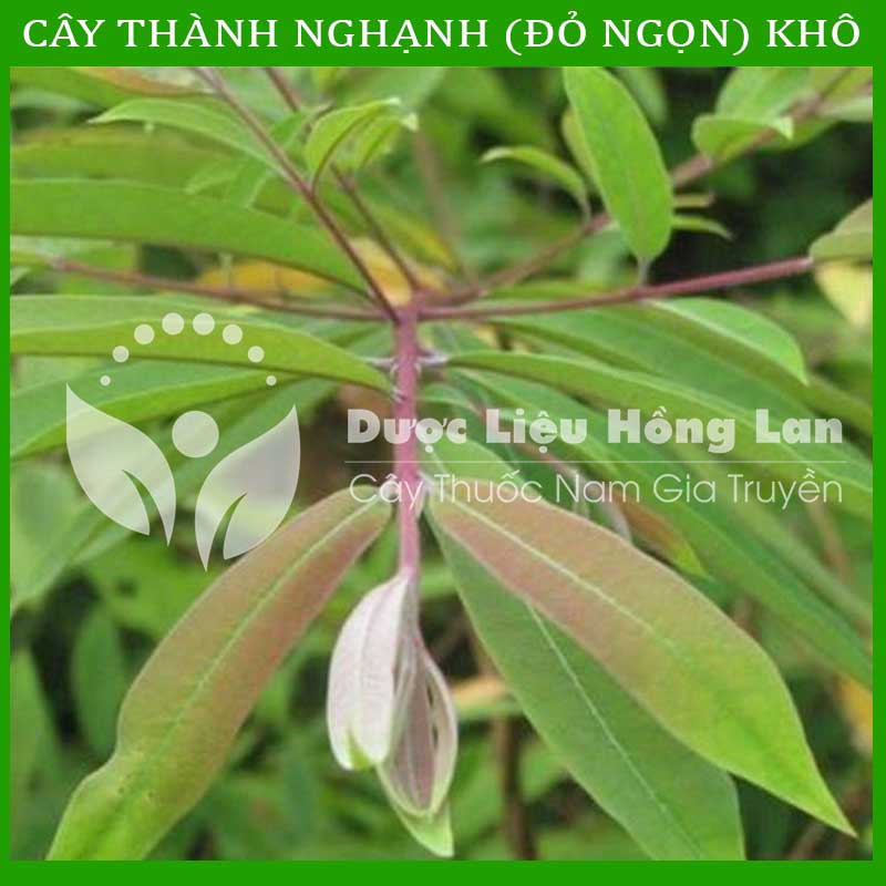500G Cây Đỏ Ngọn khô sạch loại 1