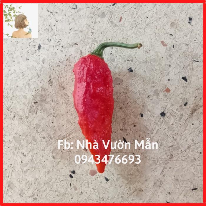 5 Hạt Ớt Bhut Jolokia