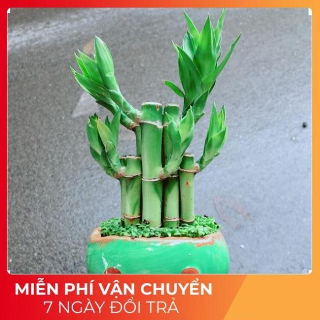 Chậu Trúc Phát Tài