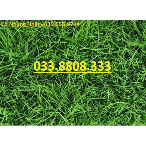 Hạt Giống Cỏ Nhung Nhật - Cỏ Sân Vườn - Hạt Giống Cỏ Thảm - Cỏ Cảnh