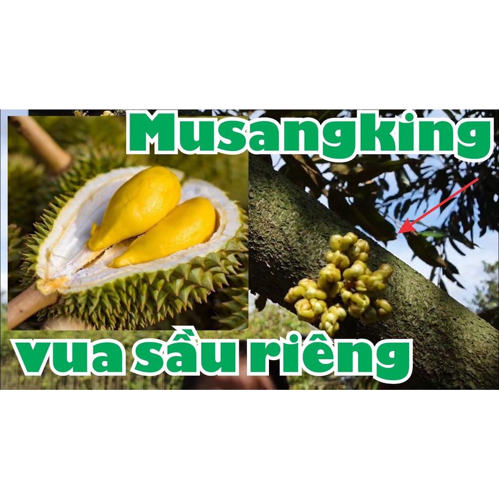 CÂY GIỐNG SẦU RIÊNG MUSANGKING TRÁI SỚM
