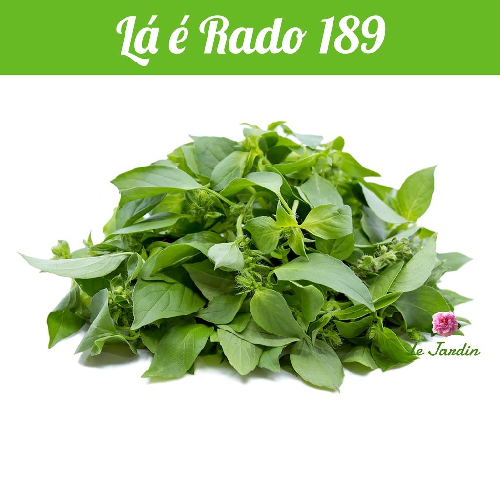 Hạt giống Lá É (RD189) gói 5gr - Rất dễ trồng