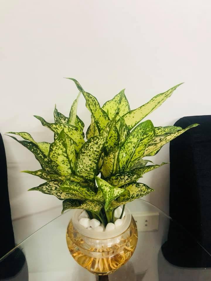 Cây Ngọc Ngân Thủy Sinh