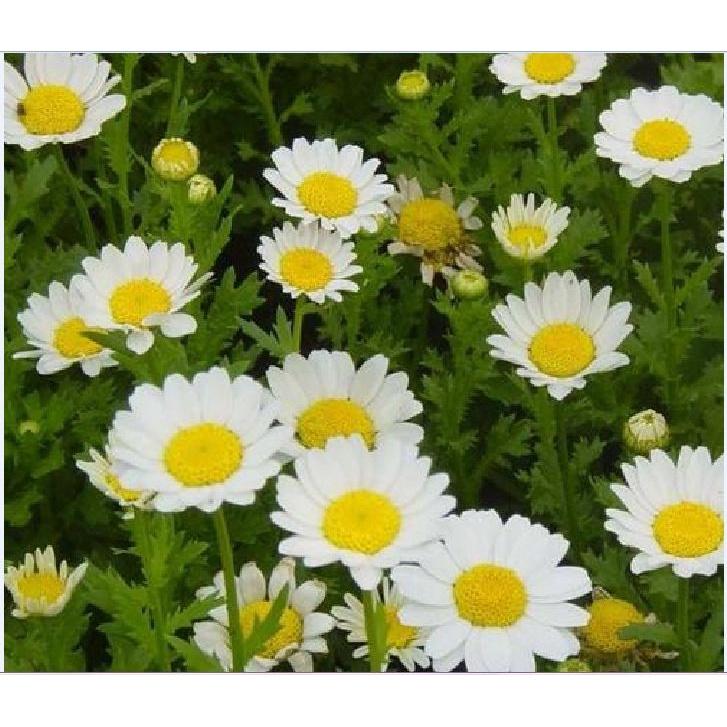 Hạt giống hoa cúc hoa mi trắng - 1 gói 50 hat
