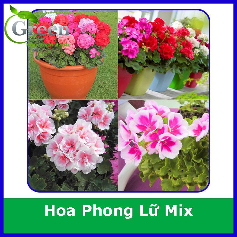 Hạt Giống Hoa Phong Lữ Thảo Mix F1 (20H)