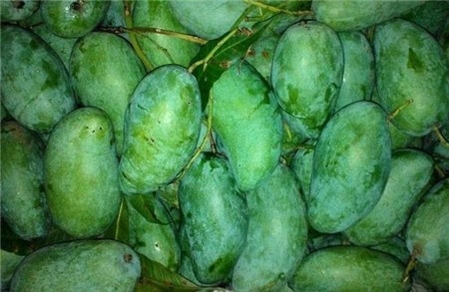 Cây XOÀI THÁI NIỀM NAM ghép, cây giống tốt