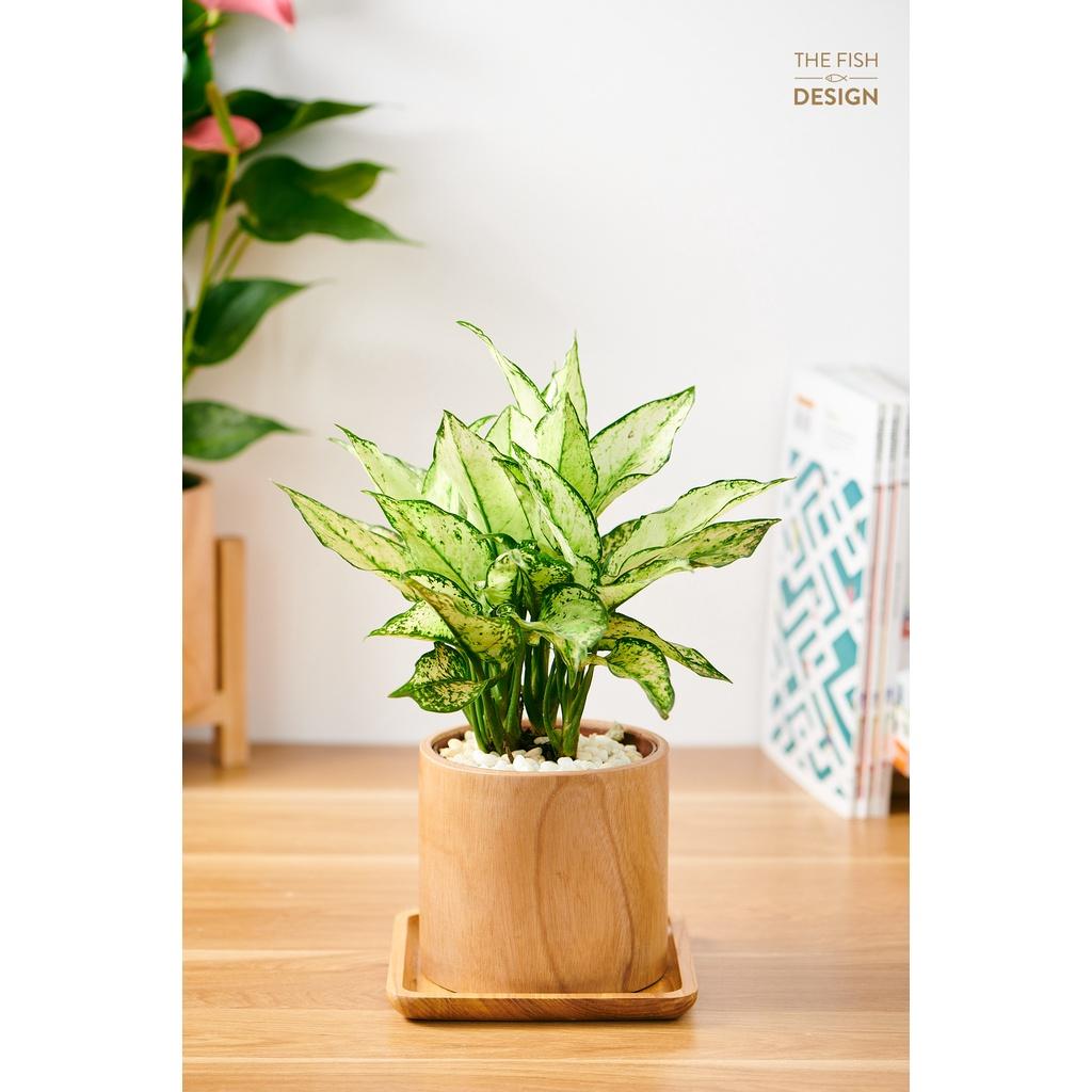 Chậu cây ngọc ngân | The Fish Design size L