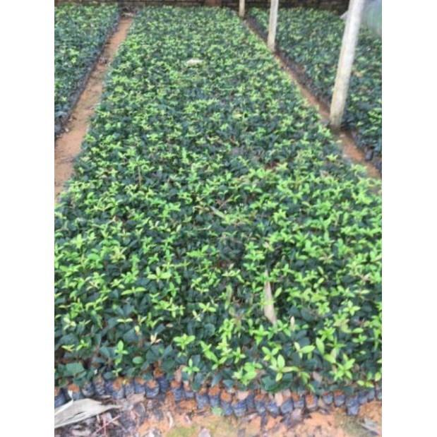 Sản phẩm Cây giống hoa mộc hương