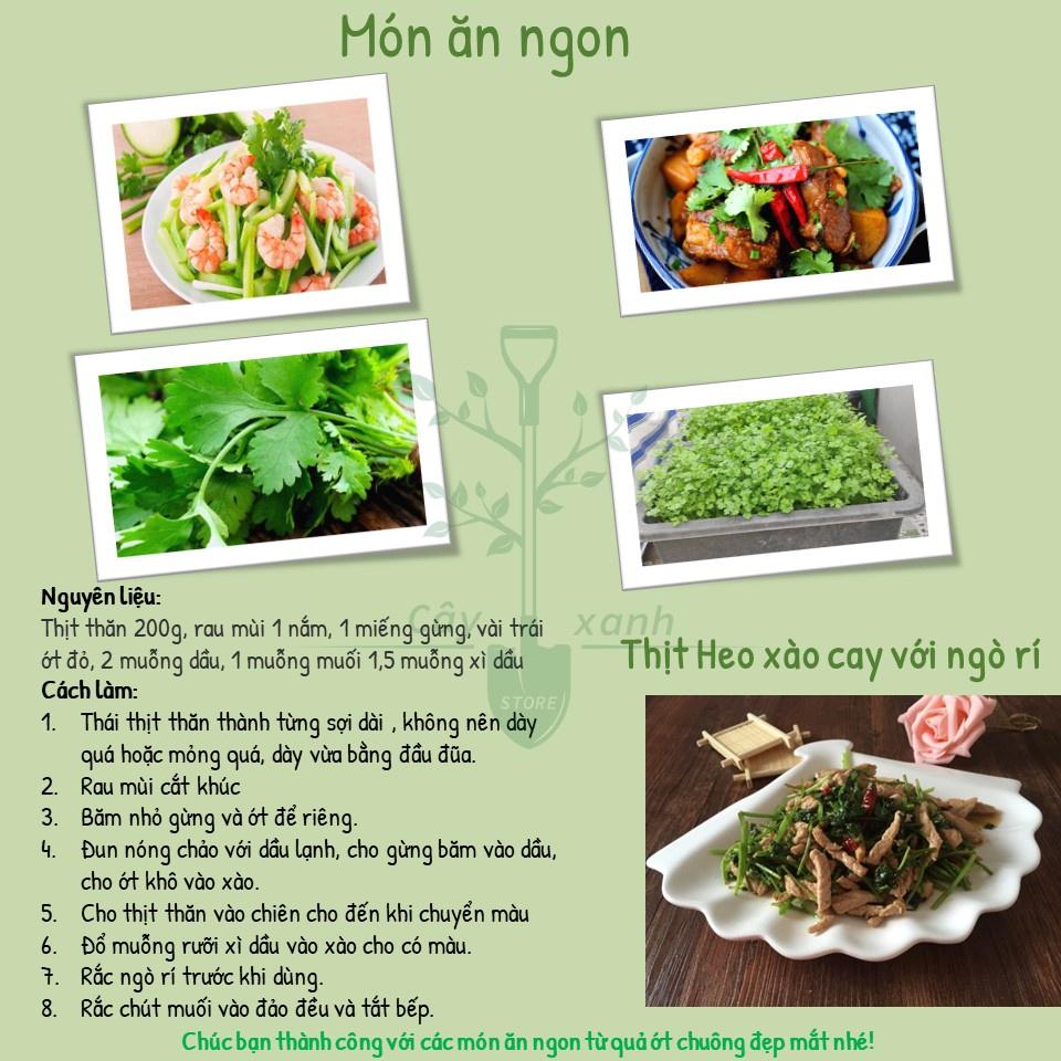 Hạt Giống Ngò Rí Ngò Hạt Lớn - Phú Nông Seeds - Shop Đất sạch, Phân Bón, Hữu Cơ, Xơ Dừa