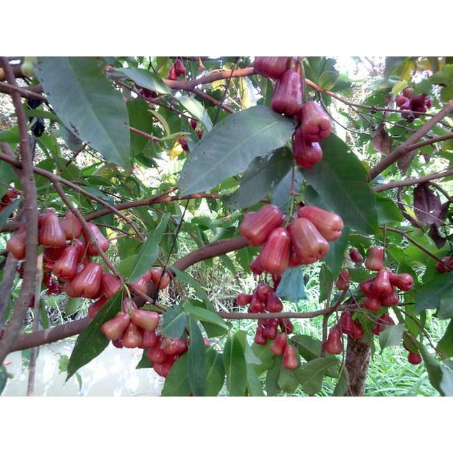 Cây mận đỏ an phước - cây giống