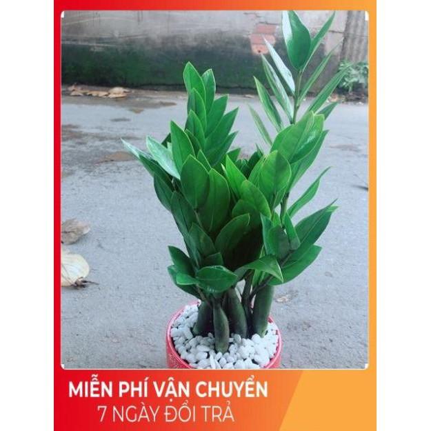 Chậu Kim Phát Tài