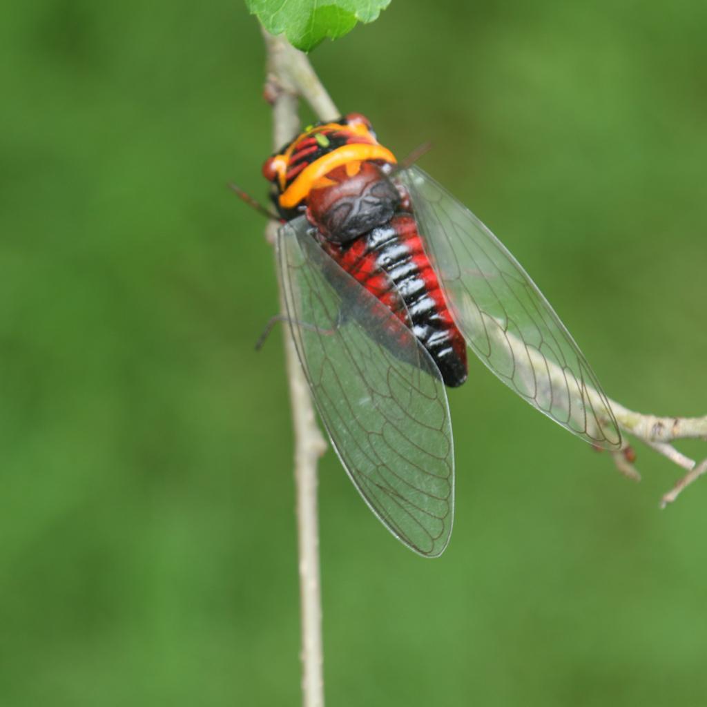 4pc Summer  Cicada Statue Tree Lawn Ornament DIY Animal Sculpture