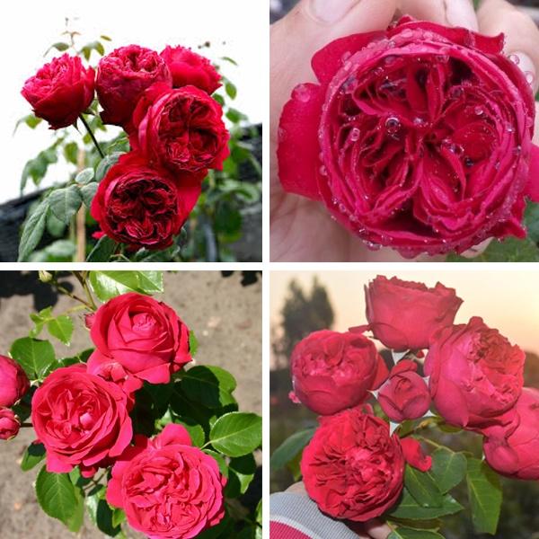Hoa hồng leo red eden - bầu to cây lơn trưởng thành