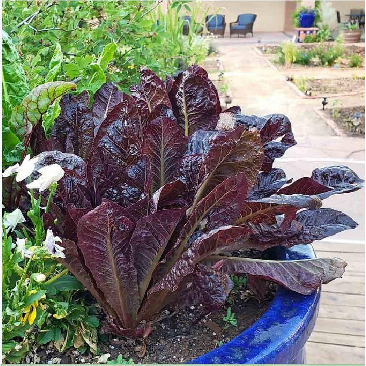 Hạt giống xà lách romaine đỏ 0,2gr/gói