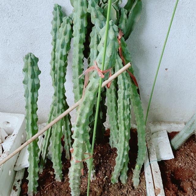 Xương Rồng Lớn Cao 60-90cm