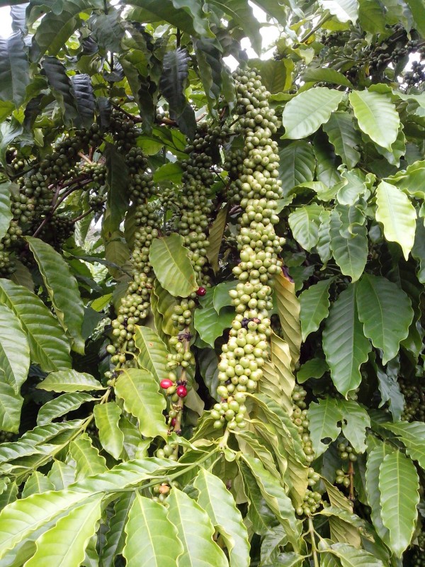Cây cà phê vối TR4