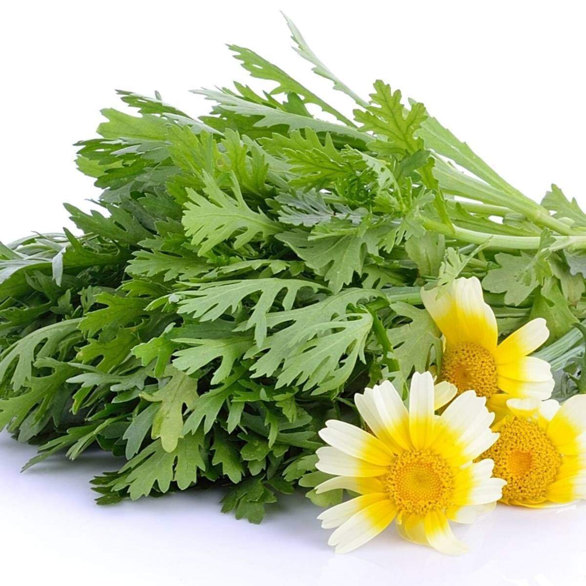20 gam hạt giống cây rau Tần Ô