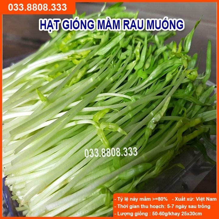 Hạt Giống Rau Mầm Rau Muống 1Kg (rau muống mầm)  - Rau Nhanh Thu Hoạch Có Thể Trồng Trong Nhà