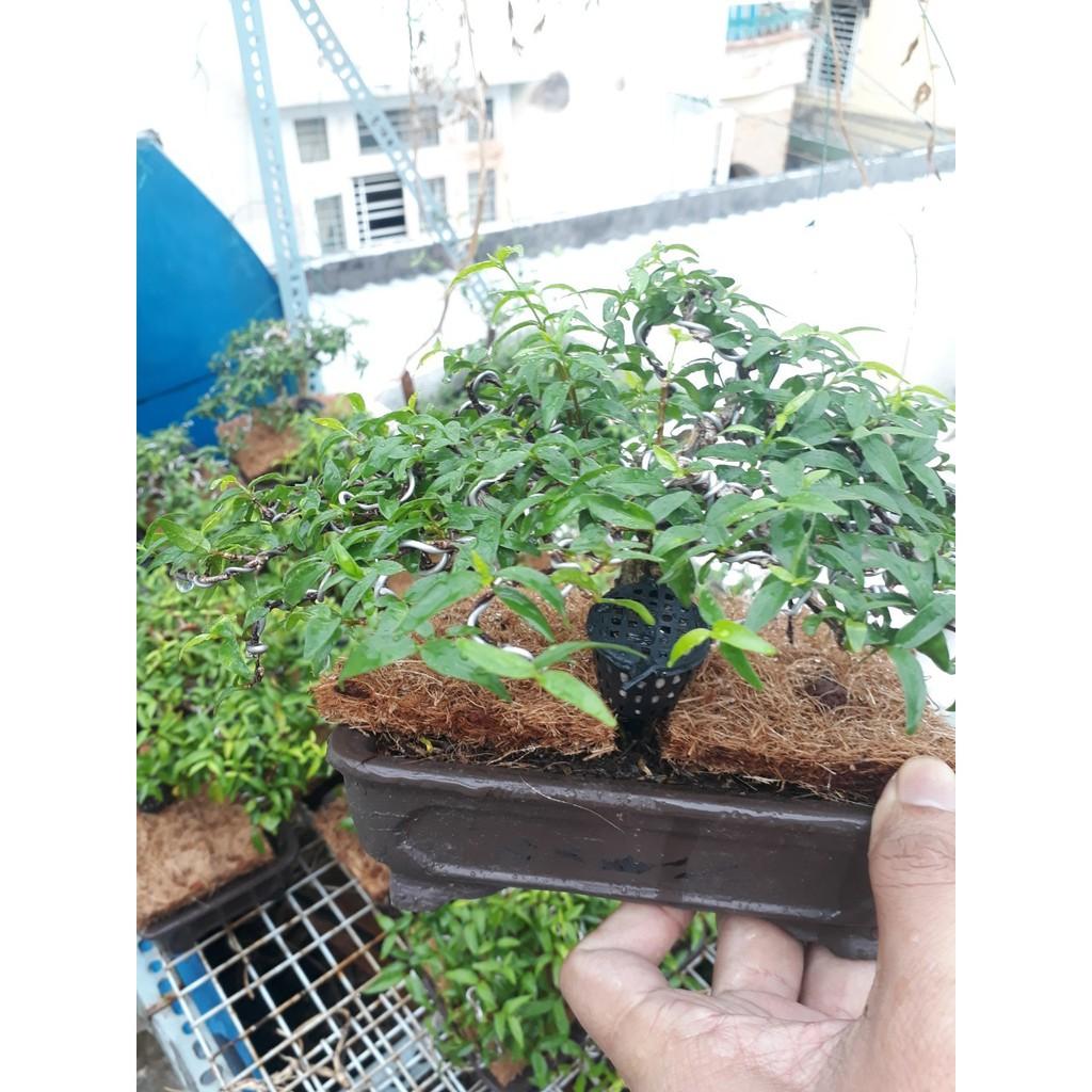 200gr phân tan chậm 14-13-13 kèm 10 giỏ đựng phân