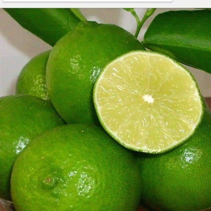 Cây giống Chanh Cao Sản