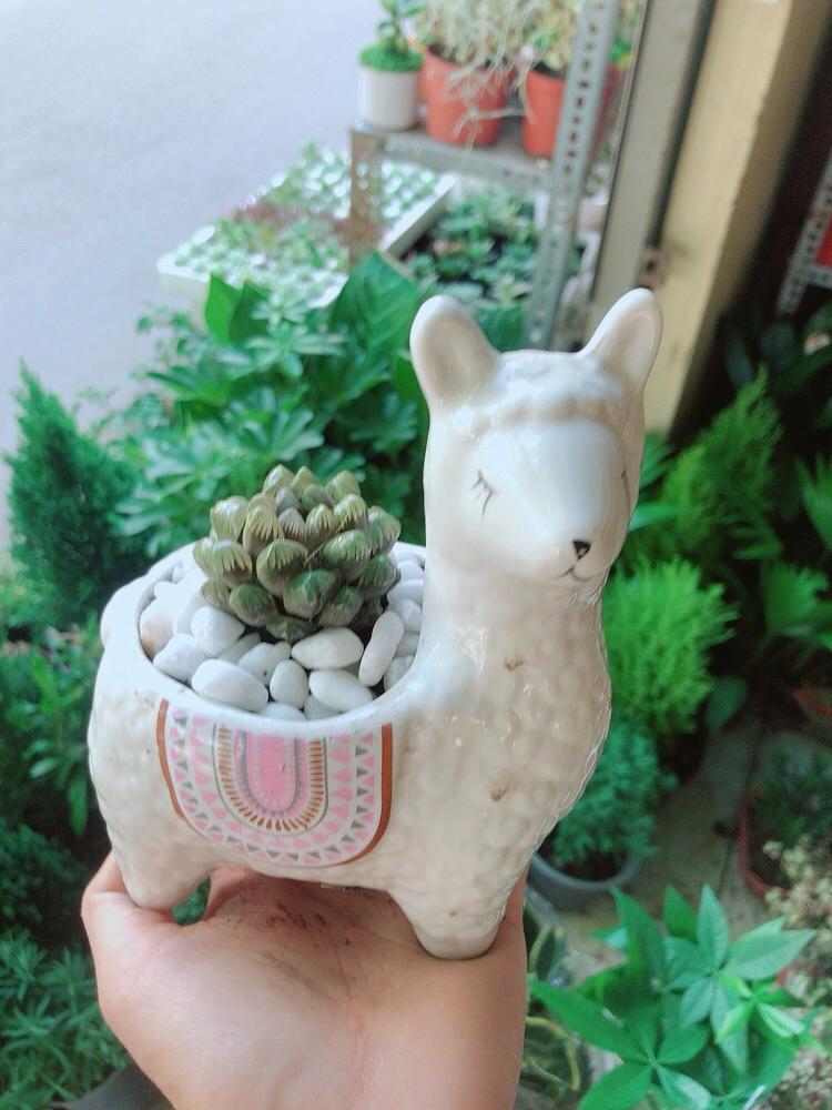 Chậu Cây Kim Cương Cừu Trắng