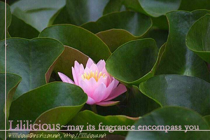 the wife-to-be chapter 0 20