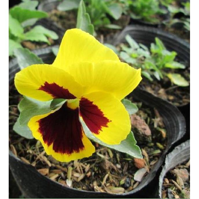 Hạt giống hoa pansy hoa cánh đơn nhiều màu - Gói 50 hạt