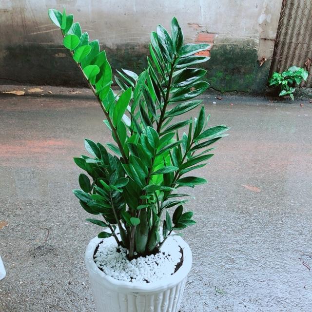 Chậu Kim Tiền  cao 80cm