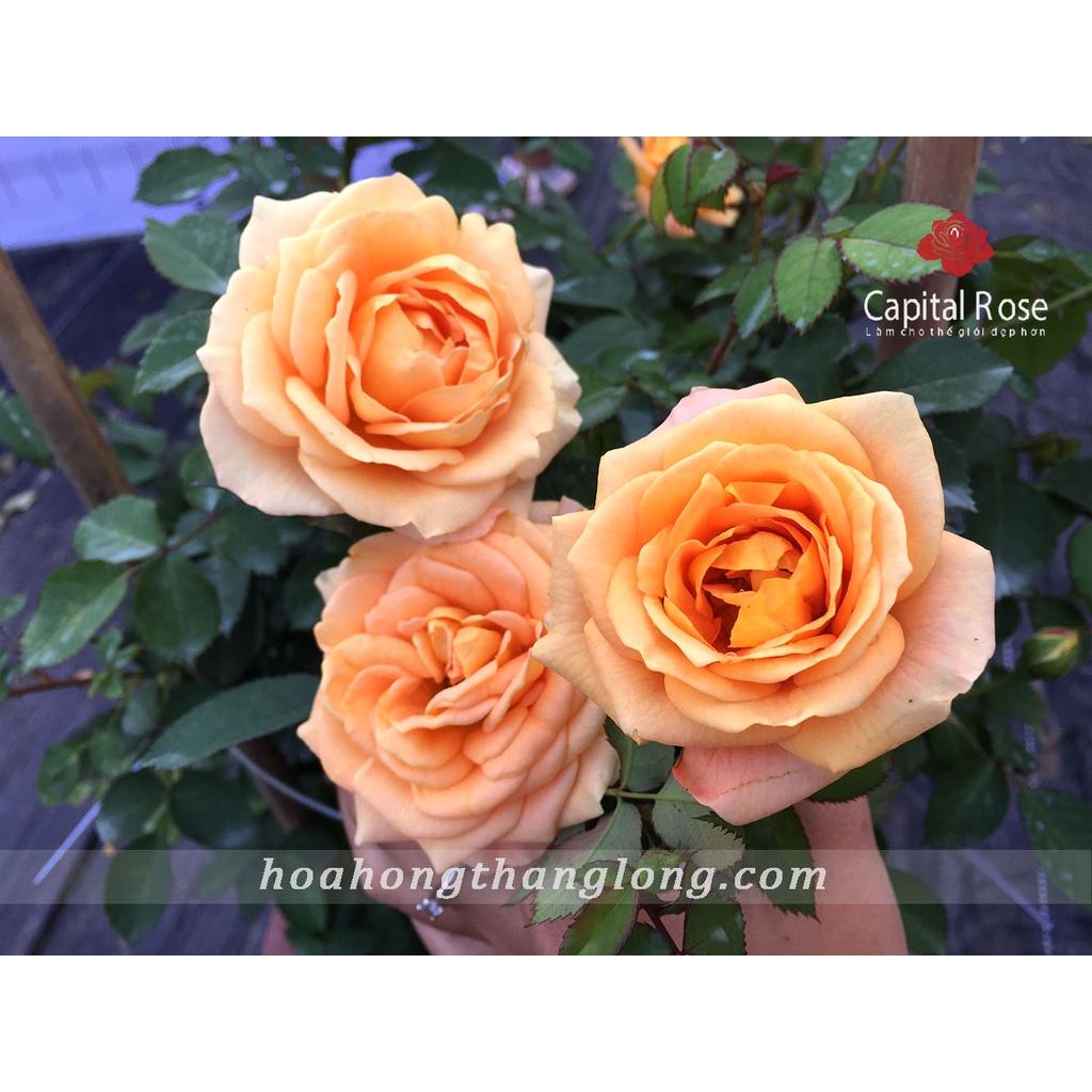 Hoa hồng ngoại Bora Bora cam bền bông