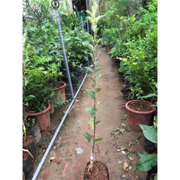 Cây Giống Táo Đỏ Mỹ - chuẩn giống F1