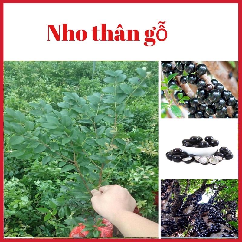 Cây nho thân gỗ rất sai quả , cây giống khoẻ mạnh dễ trồng