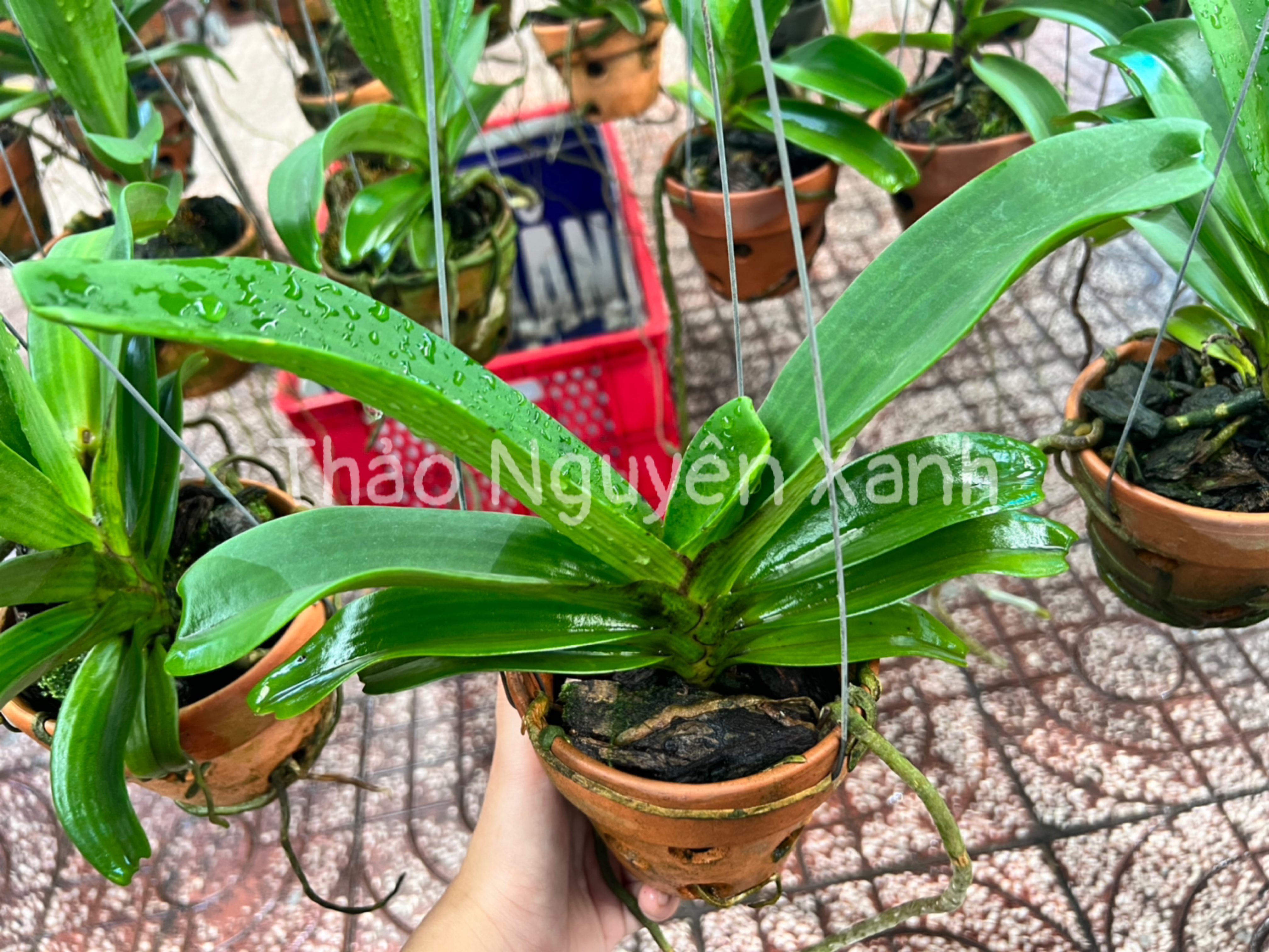 Đai Châu trung 4-5 cặp lá