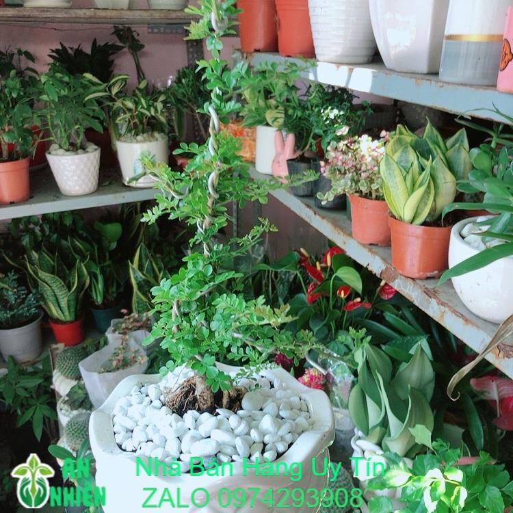 Chậu Cây Cần Thăng