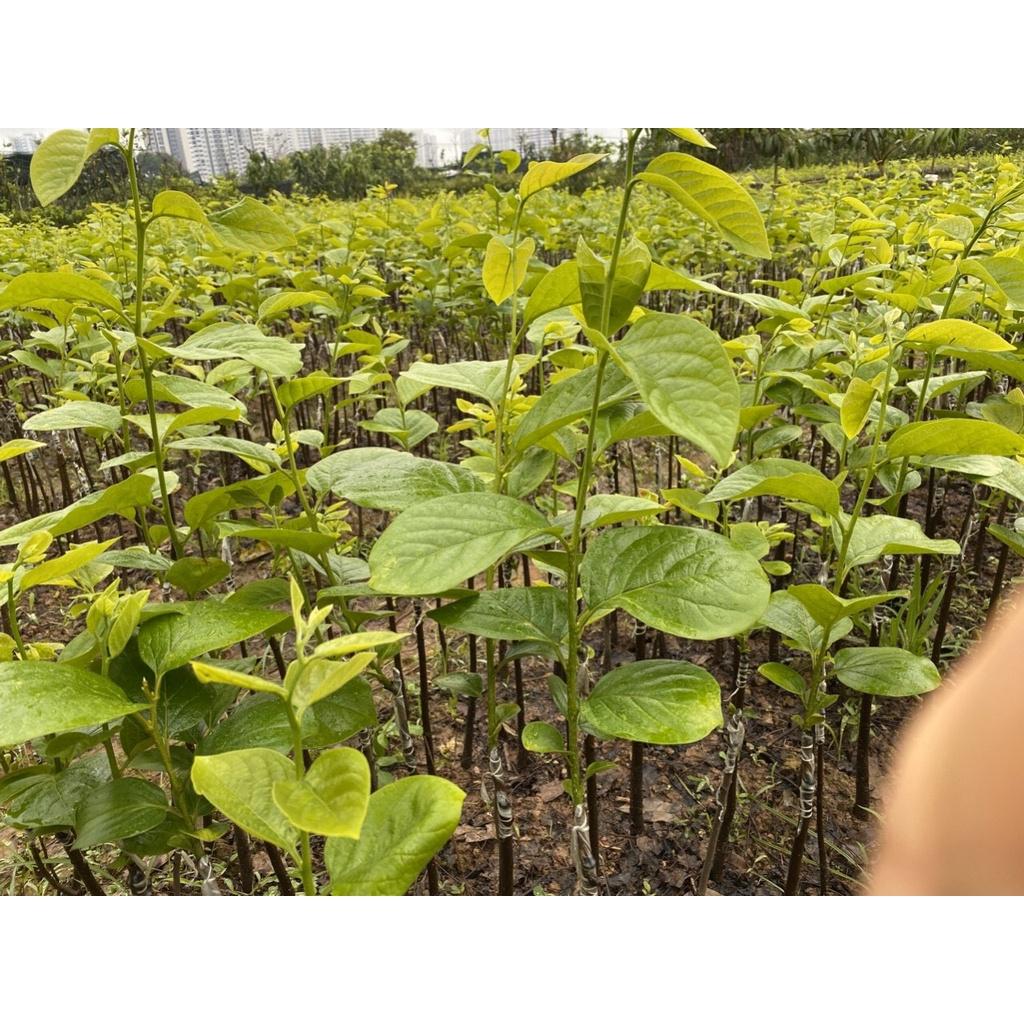 Cây giống hồng giòn siêu quả