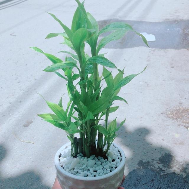 Chậu Trúc Phát Tài