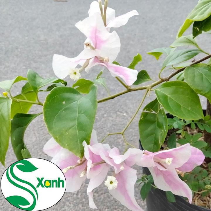 CHẬU Cây hoa giấy lùn siêu hoa TRẮNG phớt hồng SIÊU HIẾM, SIÊU ĐẸP