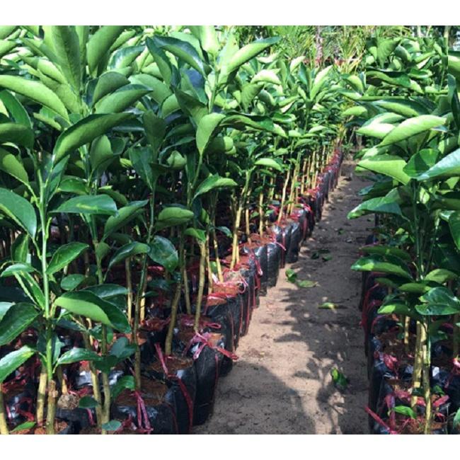 Cây giống Cam Xoàn (cây ghép trồng chậu)