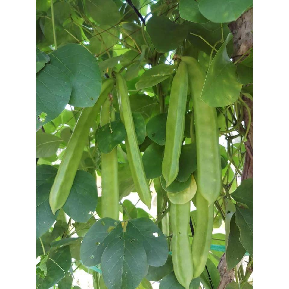 Hạt Giống Đậu Ngự 100% Nảy Mầm -