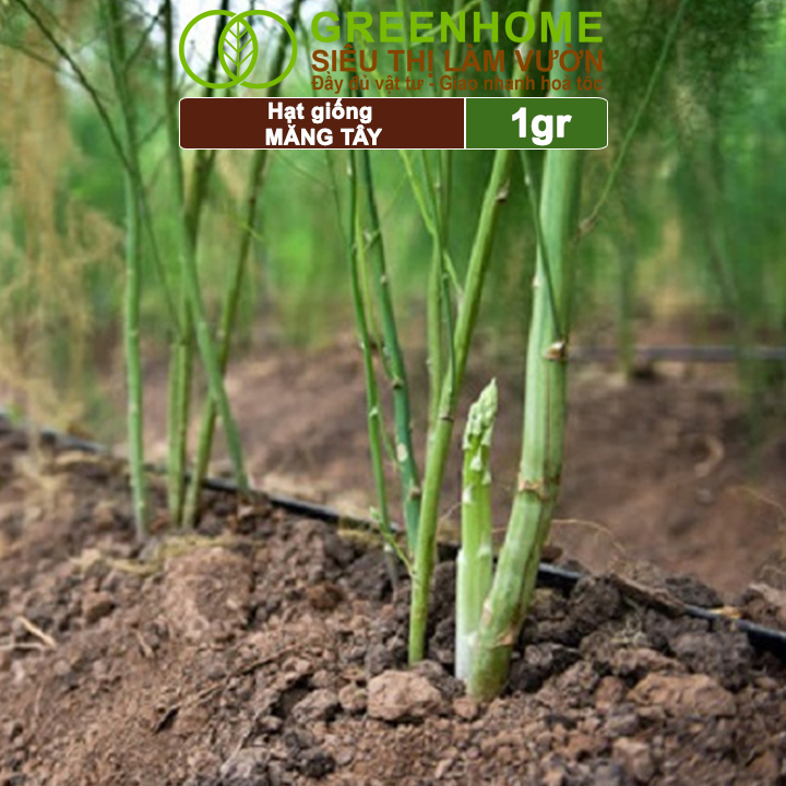 Hạt Giống Măng Tây Xanh Greenhome, Gói 0.5g, Dễ Trồng Quanh Năm, Nảy Mầm Cao, Thu Hoạch Nhanh, Năng Suất Cao T19