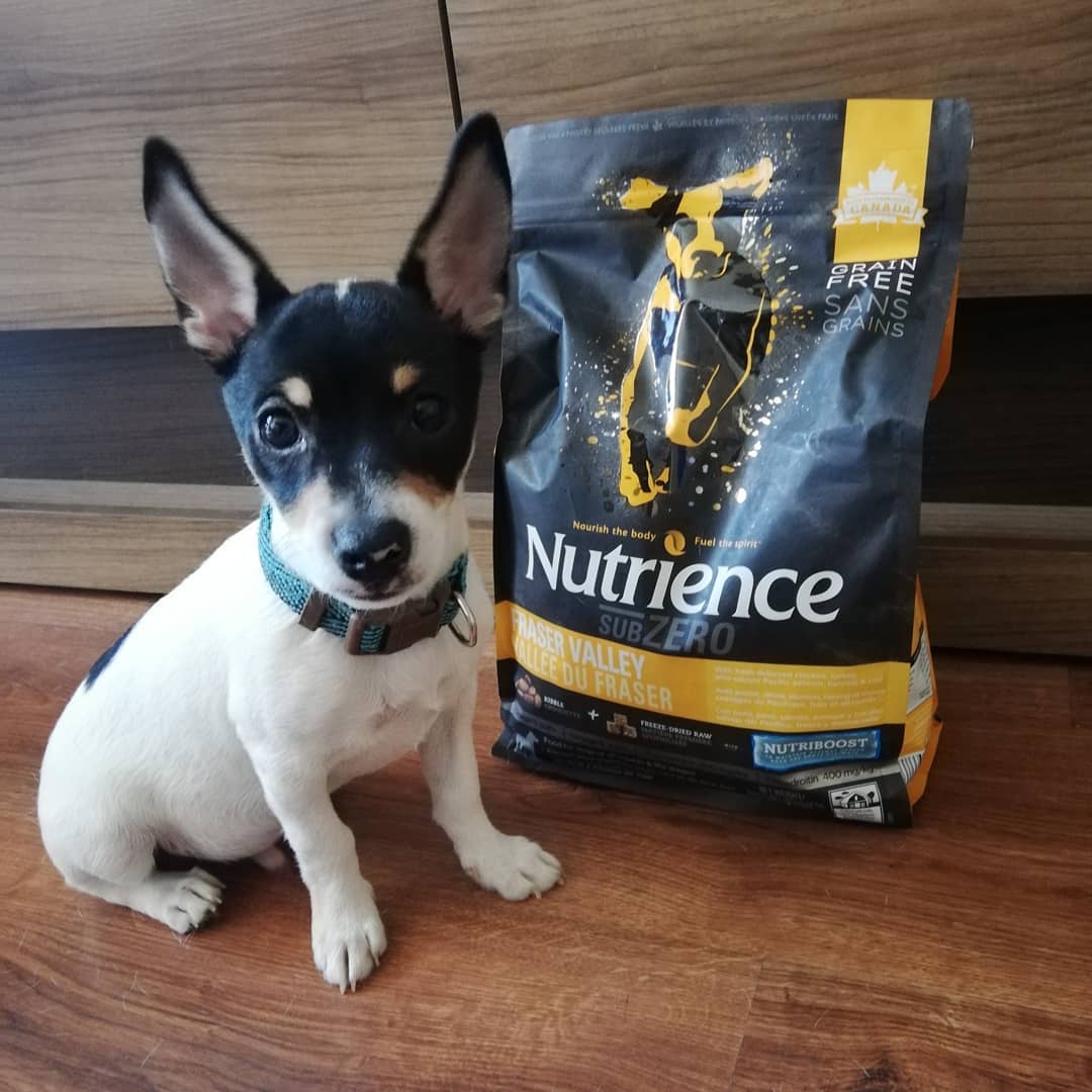 Thức Ăn Hạt Cho Chó Nutrience Subzero Có Hạt Thịt Tươi Bao 500g - Thịt Gà Tây, Cá Hồi, Cá Đại Dương, Rau Củ Và Trái Cây Tự Nhiên