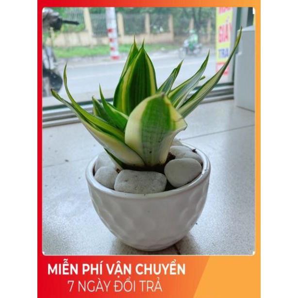 Chậu Lưỡi Hổ Thái Vàng