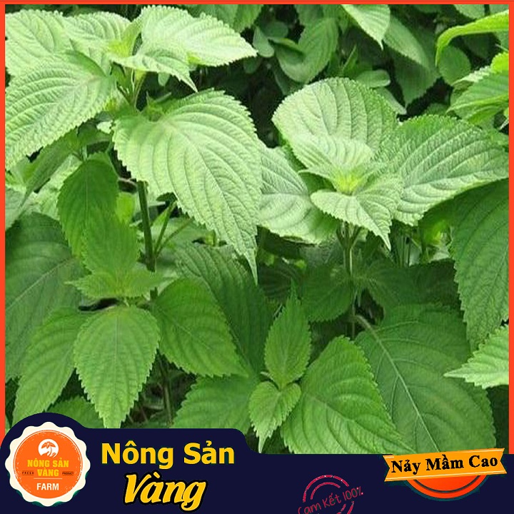 Hạt giống Rau Kinh Giới - Nông Sản Vàng