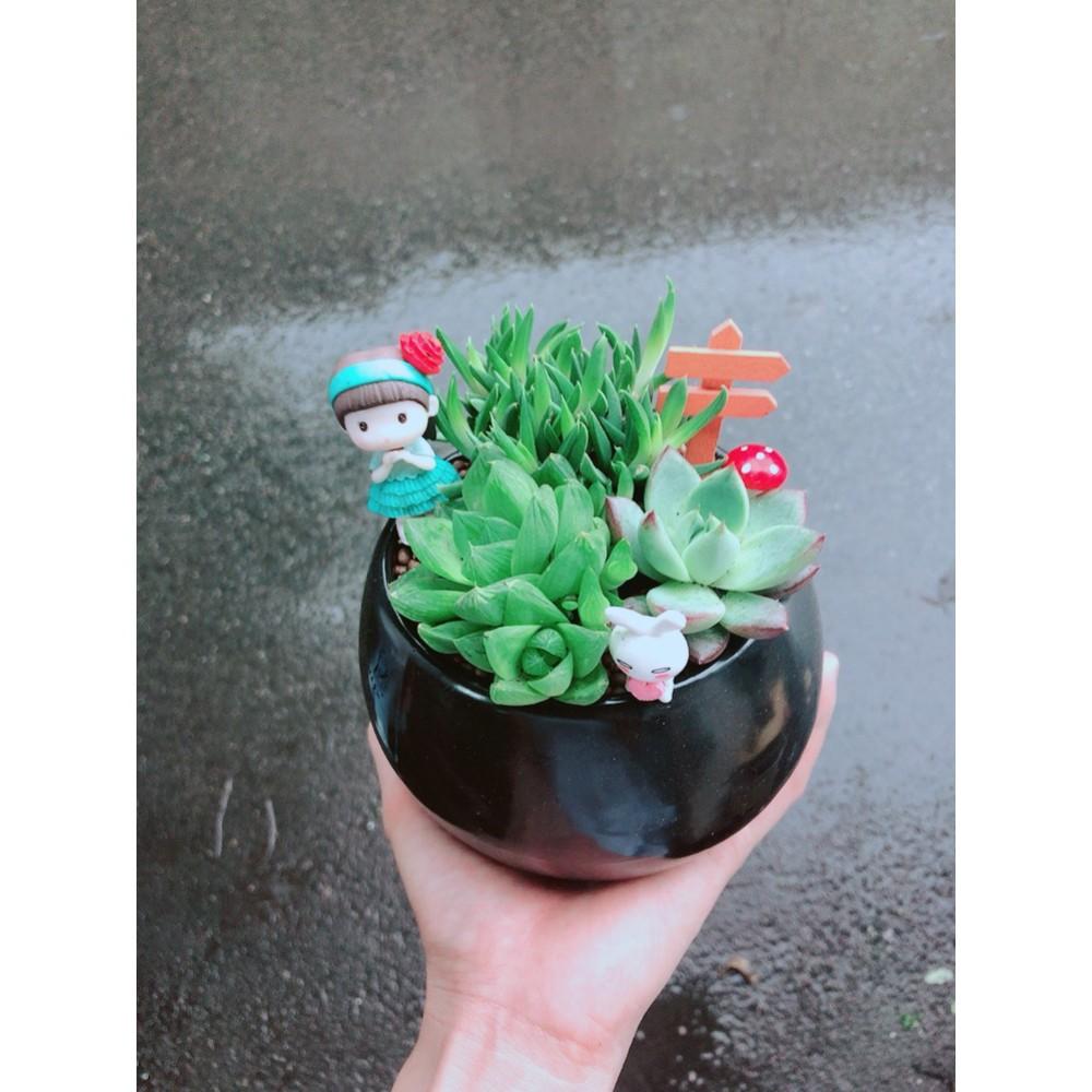 Chậu sen đá tiểu cảnh