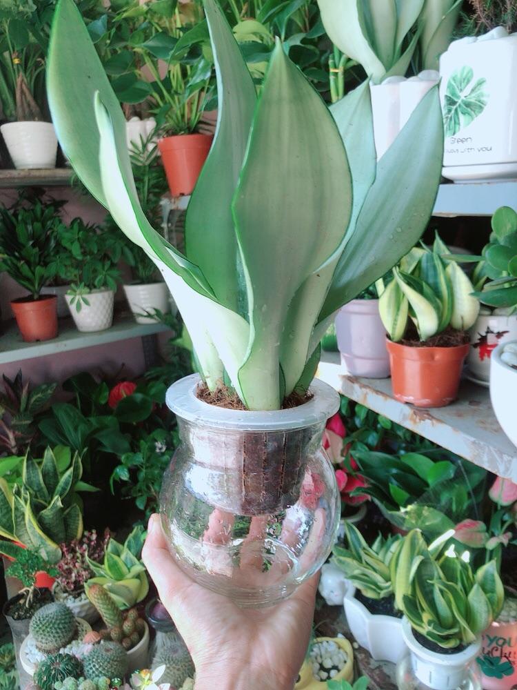 Chậu Lưỡi Hổ Bạc